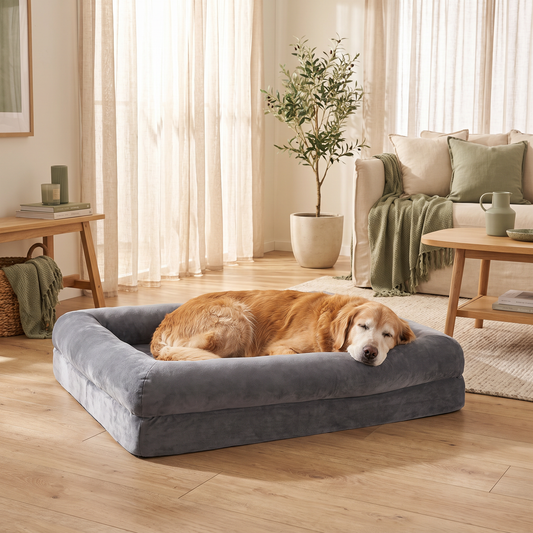 Older golden retriever asleep on the Cradle orthopaedic dog bed